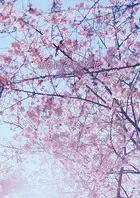 いちばんすきな花 公式メモリアルブック