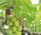 クルミの森のニホンリス（小学館の図鑑NEOの科学絵本）