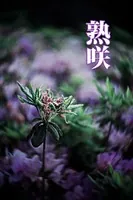 熟咲