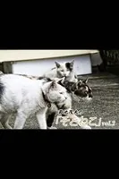 菊池茂夫の「そとねこ」 vol.2