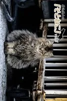 菊池茂夫の「そとねこ」 vol.3