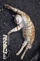 菊池茂夫の「そとねこ」 vol.4