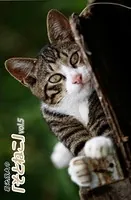 菊池茂夫の「そとねこ」 vol.5