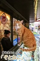 菊池茂夫の「そとねこ」 vol.9