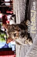 菊池茂夫の「そとねこ」 vol.10