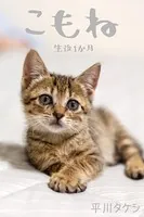 こもね〜生後1か月〜