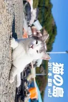 猫の島 2017 冬 藍島 vol.2