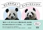 だいすきだよ！リーリーとシンシン 「毎日パンダ」がとらえた2頭のあの日、あの時