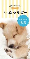 1日1分で心に効く いぬセラピー