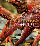 うまれたよ！ ザリガニ