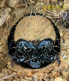 うまれたよ！ ハンミョウ