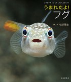 うまれたよ！ フグ