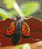 うまれたよ！ ベニシジミ