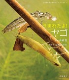 うまれたよ！ ヤゴ