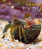 うまれたよ！ ヤドカリ