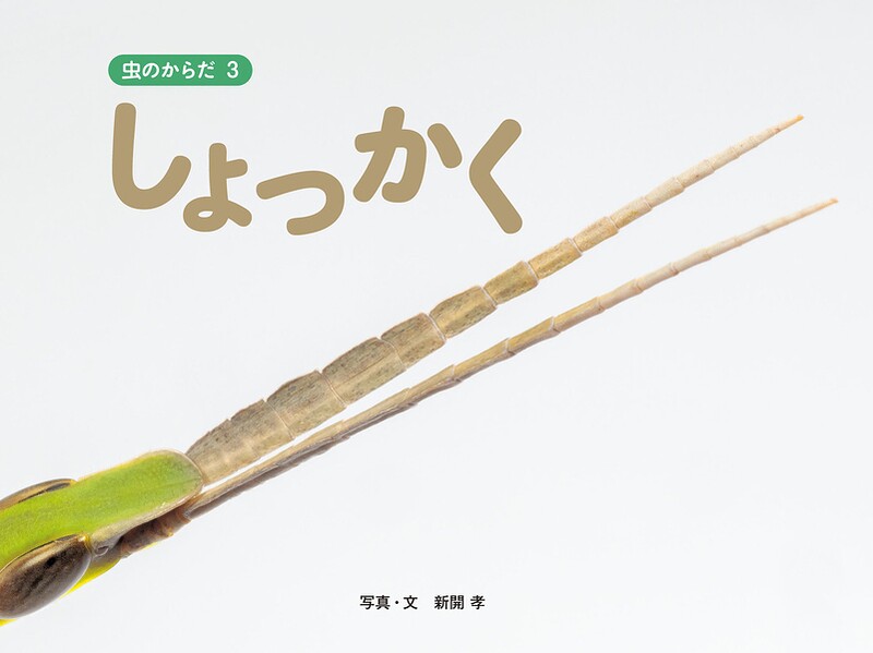 しょっかく