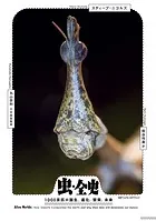 虫・全史 1000京匹の誕生、進化、繁栄、未来