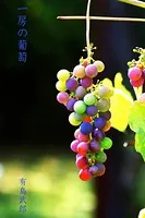 一房の葡萄