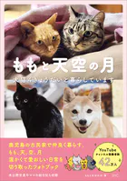 ももと天空の月 犬猫4きょうだいと暮らしています