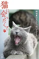 猫に会いたくて 路地裏はみんニャのパラダイス