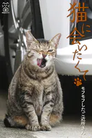 猫に会いたくて モフモフしたご近所さん