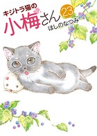 キジトラ猫の小梅さん （23）