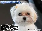 リリーさんとメリーさん