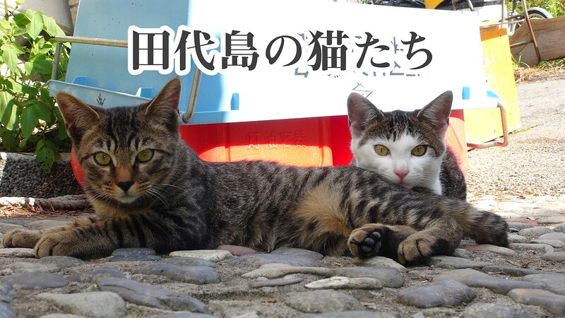 田代島のねこちゃんたち